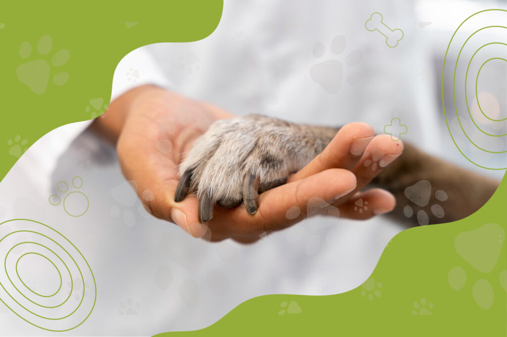 pas vet immagine home page sfondo info